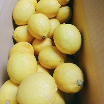 ご要望にお応えして♪丸ごと🍋瀬戸内露地イエローレモン約2㎏  コロ丸登場！ 約2㎏ 果物/香酸柑橘(ライム・レモン等)通販