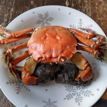 活モクズガニ「【海水なしタイプ】 大サイズ２kg」(目安9-15杯) ツガニ つがに 宮城県松島湾産 配送地域四国中国九州沖縄の方におススメ 他に大サイズも出品中 もくずがに 2kg 魚介類/カニ通販