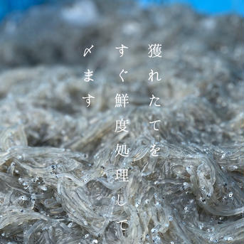 最上級★無添加☆綱元漁師の天日シラス★(特大)【産直ギフト】 化粧箱入り720g(240×3) 魚介類/しらす・ちりめん通販