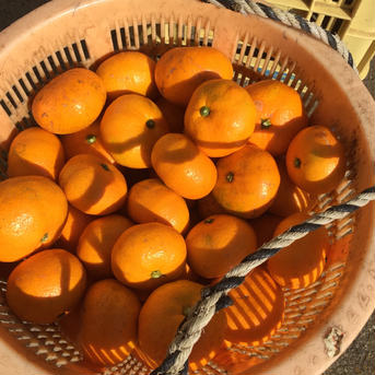 訳あり品です。見た目は悪いです。青島みかん2kg 2kg 果物/温州みかん通販