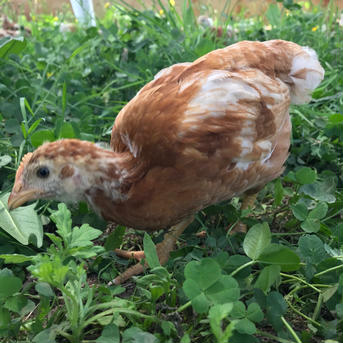 北海道ファームモチツモタレツの平飼い有精卵30 30 卵/鶏卵通販