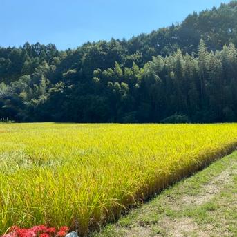 令和五年新米 高知県産「ヒノヒカリ」無洗米箱込み10kg 無洗米箱込み10kg 米・穀物/米/精米通販