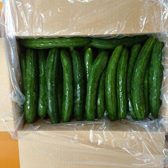 訳ありキュウリ5ｋｇ 5kg箱（箱分の重さ含む） 野菜/きゅうり通販