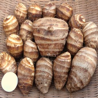 無農薬】栗のようにホクホク甘い里芋 八つ頭 4kg 里芋好きの方には