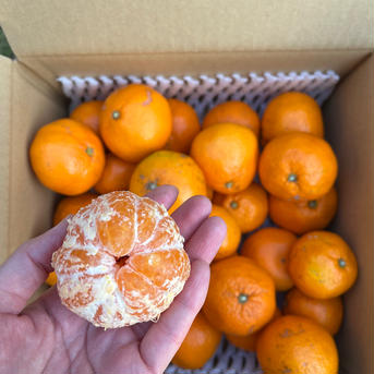 【 訳あり】 加工用 3kg 芝尾みかん 《糖度12度》 3kg 果物/温州みかん通販