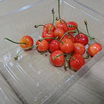 葉取らず減農薬栽培　佐藤錦さくらんぼ500g×2パック実際には530g×2パック入　家庭用クール便 500g×2パック合計1キロ 果物/さくらんぼ通販