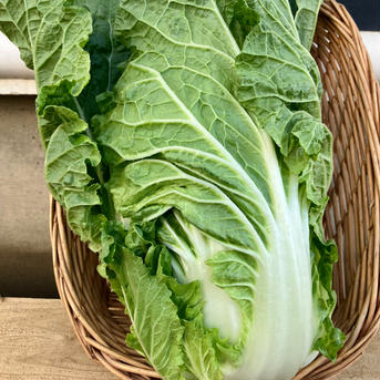 白菜まるごと2個 お鍋にサラダに浅漬けに 白菜2個 野菜/白菜通販