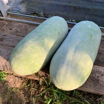 自然栽培】固定種 大玉冬瓜1玉 5kg以上☆農薬・肥料不使用 | 野菜