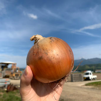 《北海道中富良野産》玉ねぎ 10kg 10kg 野菜/玉ねぎ通販