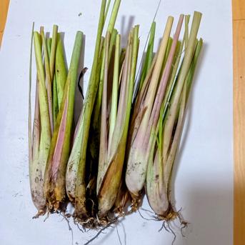 農薬不使用・横浜産直】フレッシュレモングラス600g（根付き株300g＋葉