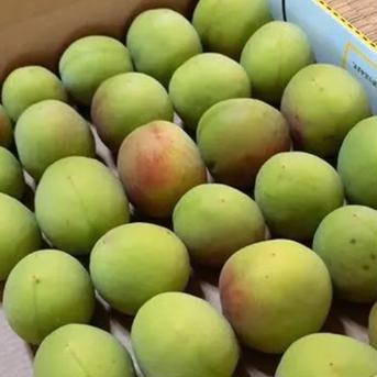 梅酒や梅シロップに♪『紀州の青梅』【5kg】 5kg箱込み 果物/青梅通販