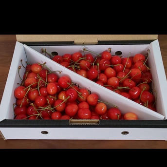 ご家庭用】1kg2箱ちょい訳あり、特別価格、限定販売、紅秀峰佐藤錦発祥 