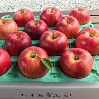 葉とらずつがる 約4.5kg【2026年産】 ｜ 果物/りんご 産直アウル 農家