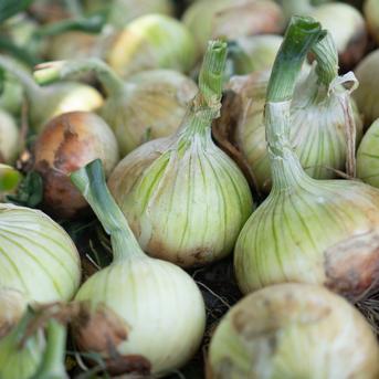 無農薬・無化学肥料で育てた新玉ねぎ(大〜小サイズミックス) ｜ 野菜