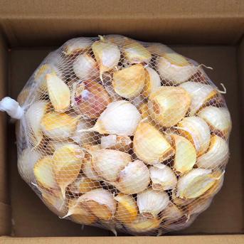 田子町産にんにく【バラ10kg】7月中旬以降お届け ｜ 野菜/にんにく