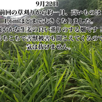 新生姜 3kg 農薬栽培期間中不使用・無肥料 熊本県産 露地 自然栽培