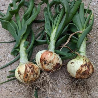 【期間限定】とにかく甘い！！長崎産新玉ねぎ 10kg 玉ねぎ10kg 野菜/玉ねぎ通販