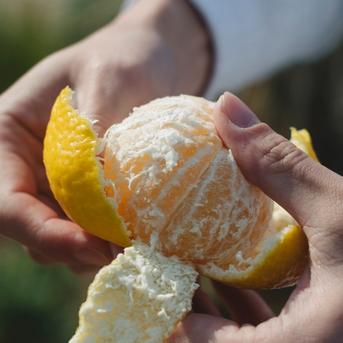 希少柑橘】媛小春 10kg『黄色いのに驚きの甘さ』【流通量の少ないレア