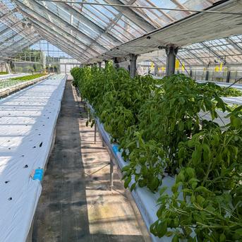 【朝摘み即日発送】水耕栽培 フレッシュバジル 1キロ 農家直送 国産 朝摘み即日発送】水耕栽培 フレッシュバジル 100g 清潔栽培 摘みたて