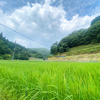 収穫から3日~7日以内の【 生きたお米 】農薬&化学肥料80%以上大幅減