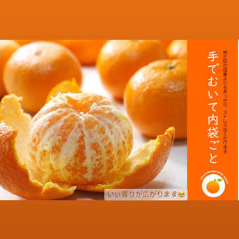 津之輝　10キロ入 楽天市場】超訳あり 津之輝 10kg 【 せとかに似た新品種！ KS ロットA