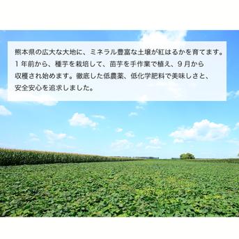 さつまいも 紅はるか 訳あり約 9.5kg 箱込み（内容量9kg＋補償分500g) 優品  訳あり 【002】 熊本県産 サツマイモ 紅蜜芋 焼き芋 芋 いも 通販 家庭用 約 9.5kg 箱込み（内容量9kg＋補償分500g)  野菜/さつまいも通販