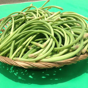 【4月下旬より】国産希少！甘くてホクホク！くわはら農園のにんにくの芽　農薬化学肥料不使用２kg 2kg 野菜/にんにく通販