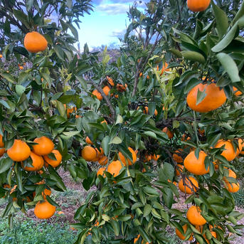 ギフト】 L〜2L 約5kg 農家直送 和歌山県産 濃厚みかん はるみ ｜ 果物