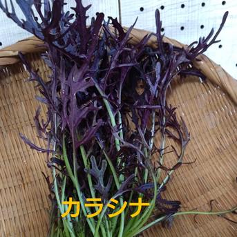 (ｸｰﾙ60ｻｲｽﾞ)日替わり野菜の詰め合わせ🎶 約2kg入るだけ… 野菜/野菜セット・詰め合わせ通販