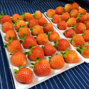 朝採れ当日発送！24玉2パック！夏秋いちご　青森県産　すずあかね　苺　夏いちご 24玉4パック 果物/いちご通販