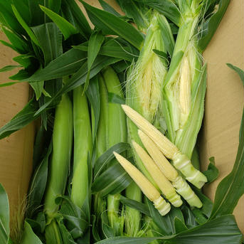 ヤングコーン（送料込み） 皮付き40本前後 野菜/とうもろこし通販