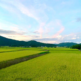 新米【令和8年産】新潟県産つきあかり 玄米20kg｜ふっくら大粒のお米