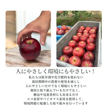 訳あり カナダ産チェリー 約10kg 家庭用 大粒 生産農家直送 りんご シナノスイート 訳ありご家庭用 5kg 長野県産