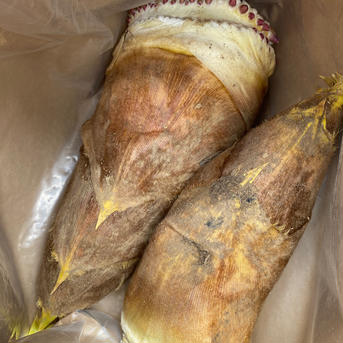 愛媛県産無農薬お腹いっぱいタケノコ3キロ前後常温発送 3キロ前後 野菜/たけのこ通販