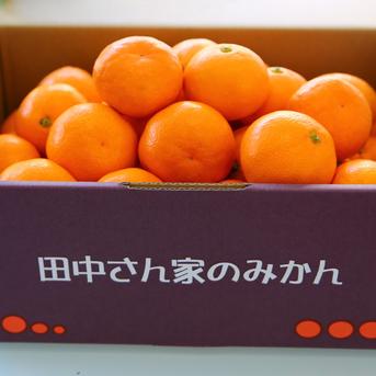 田中さん家のみかん　Mサイズ　4.7kg 早生みかん　4.7kg 果物/温州みかん通販