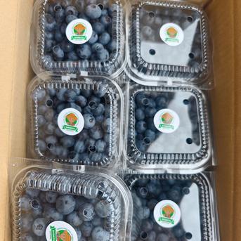 数量限定】朝摘み完熟大粒ブルーベリー 500g 朝摘み当日発送 ｜ 果物