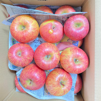最終❗️山形県産　樹上完熟サンふじ🍎10キロ　訳あり家庭用❗️ 10キロ 果物/りんご通販