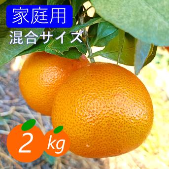 《新品種》【家庭用】プリンセス 2kg 最強コラボの新品種(まどんな×甘平)♪高級柑橘♫愛媛みかん！！ 2kg(箱込み) 果物/オレンジ・その他みかん通販