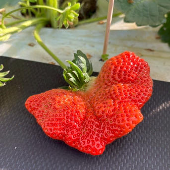 🍓日テレDayDay出演話題沸騰🍓【糖度15度オーバー】一万人が虜になった