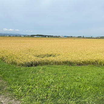 令和7年北海道産 農家直送ななつぼし ｜ 米・穀物/米/精米 産直アウル