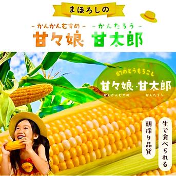 限定早期出荷【6月5日〜15日】甘々娘 or 甘太郎 4〜6本入り（3L〜L）『テルもろこし』 1.５kg前後 野菜/とうもろこし通販