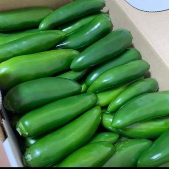 ハラペーニョ（メキシコ唐辛子) 1kg  野菜/その他野菜通販