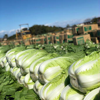 白菜と大トロネギのあったか鍋セット 白菜２個・長ネギ２０本 野菜/野菜セット・詰め合わせ通販