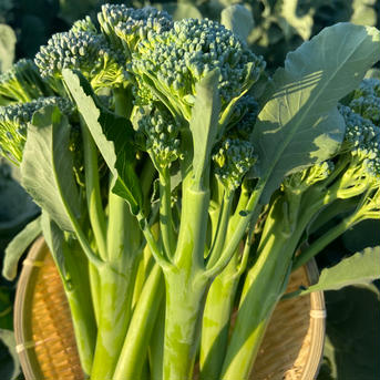 ［クール便］1kgスティックセニョール 箱別　1Kg 野菜/ブロッコリー通販