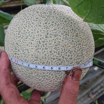 高知県産温室アールスメロン 1.5㎏以上 × 5玉 | 果物/メロン