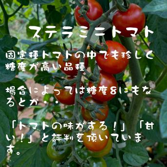 固定種ミニトマト 『ステラミニトマト』0.8kg ｜ 野菜/トマト 産直