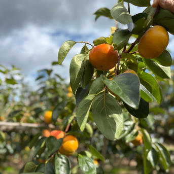 上品な甘さサクサク 新品種『紀州てまり』ご家庭用中玉混合約2kg