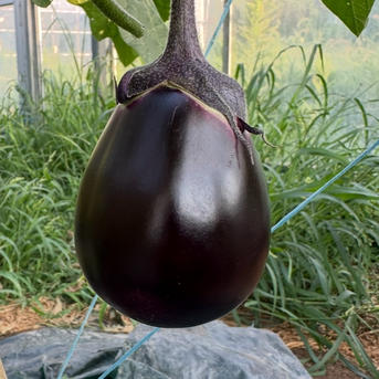 自然栽培の特級品水なす 5個 ｜ 野菜/茄子 産直アウル 農家・漁師など