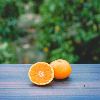 濃厚な甘みとコク 【EHIME UWAJIMA】南柑20号 Aセレクション（家庭用