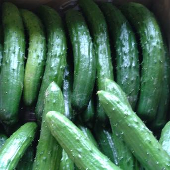 キュウリ1kg.ピーマン1kg詰め合わせ キュウリ1kg(10本前後)ピーマン1kg(10〜15個) 野菜/野菜セット・詰め合わせ通販